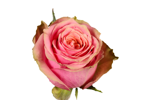 Роза Вайлд Лук